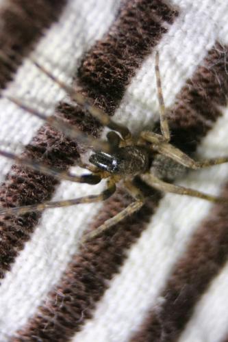 Réf. 192 132 : Segestria sp.